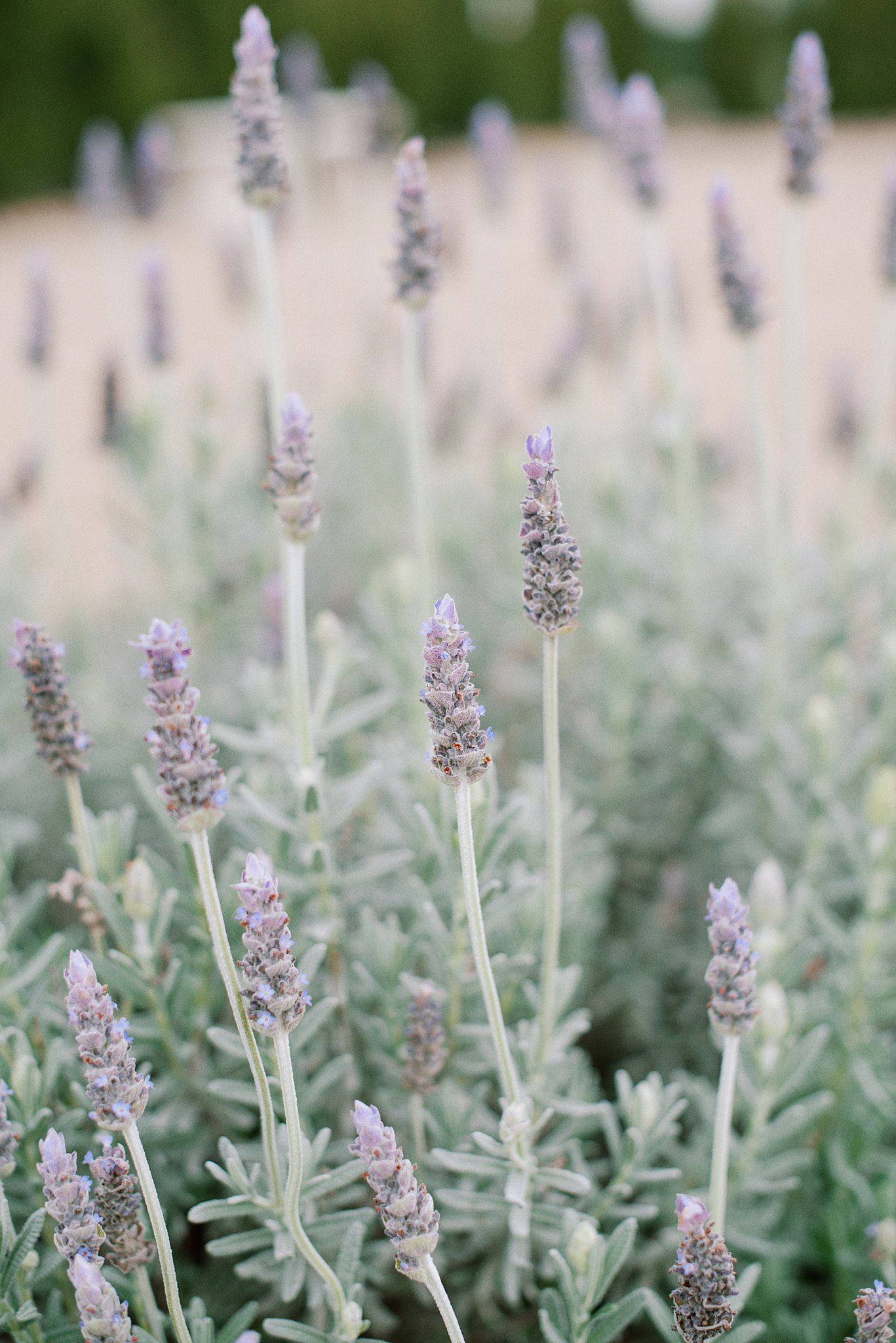 A close up of the lush lavender plants