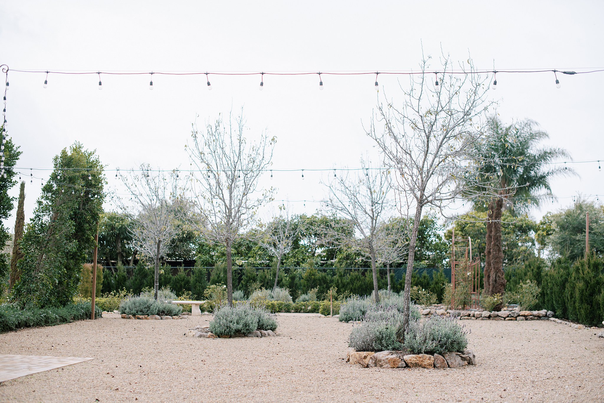 The open cocktail hour area at Tuscan Rose Ranch features thoughtfully planted trees surrounded by lavender plants.