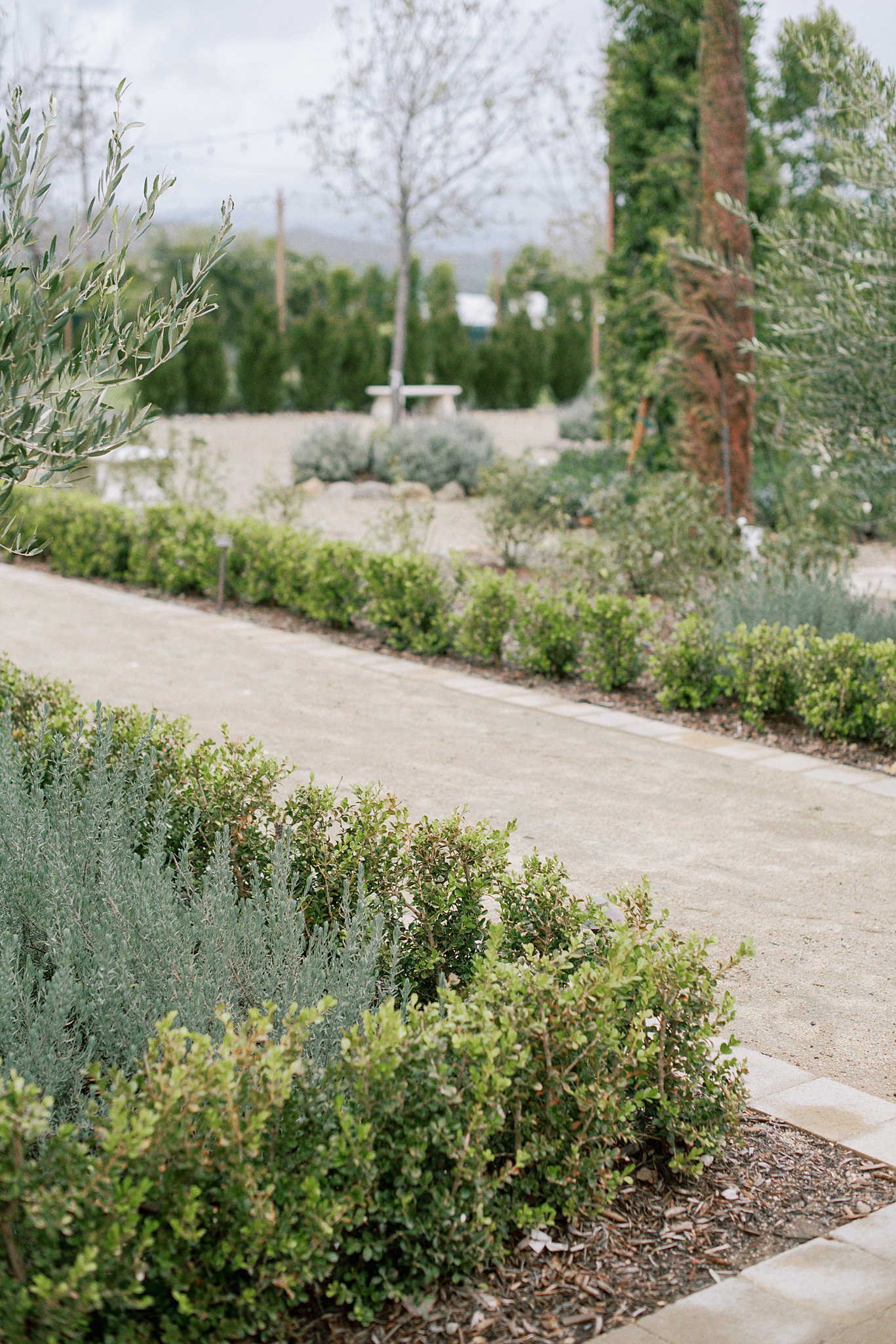 main pathway leading through the venue at Tuscan Rose Ranch is lined with greenery